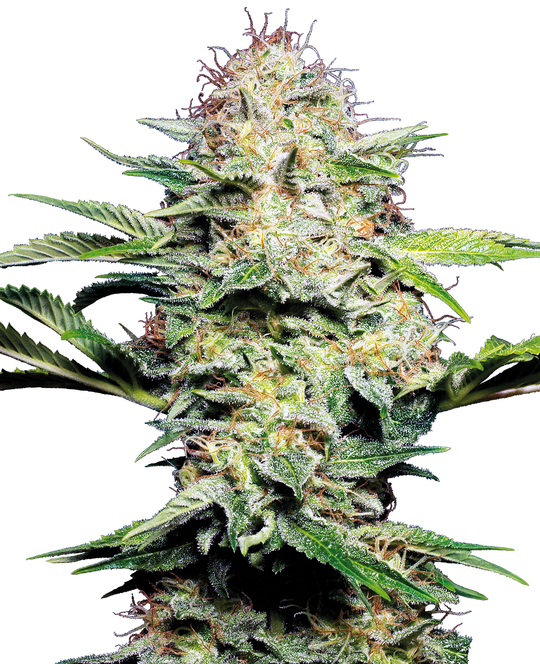 Sensi Skunk Automatic